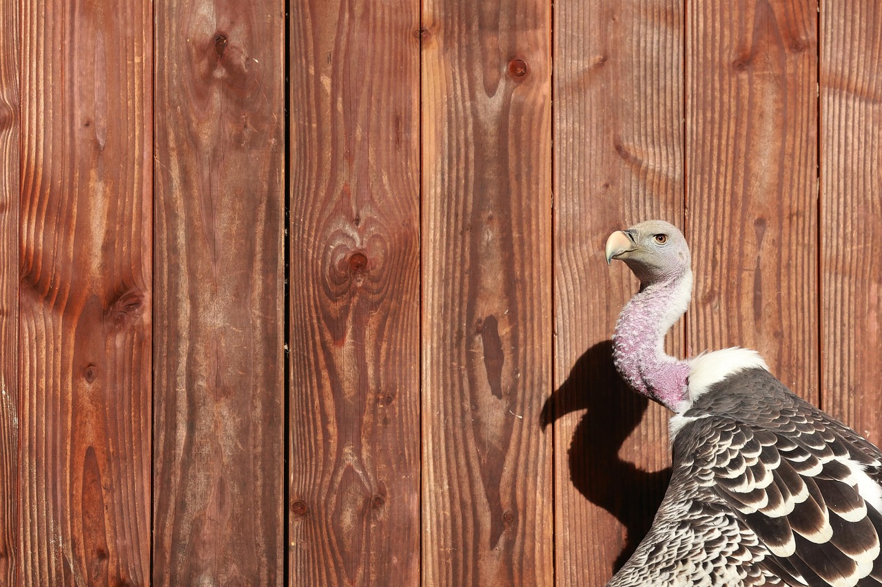 개인파산 의견청취기일